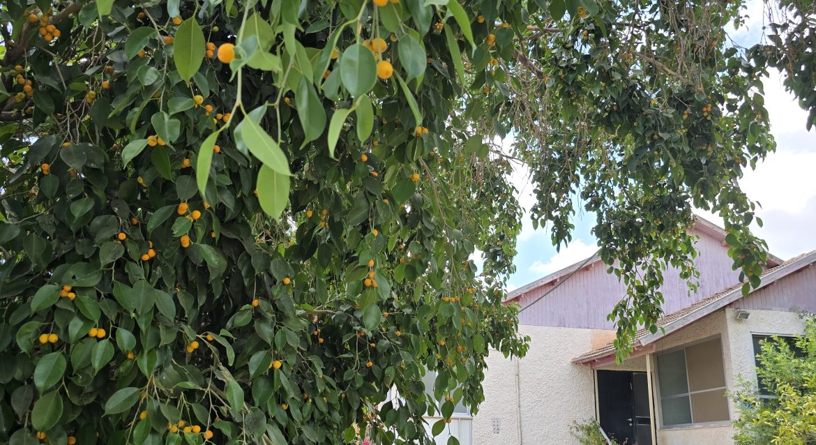 זה הדונם שכ”כ חיכיתם לו..