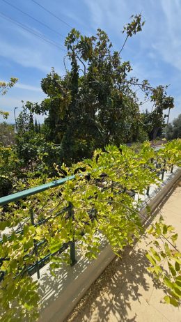 למכירה בית בהרחבה על כחצי דונם